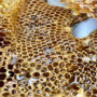 A Sweet Journey Into the World of Bees